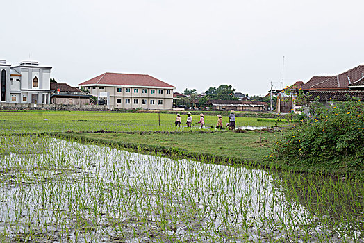风景,稻田,中爪哇