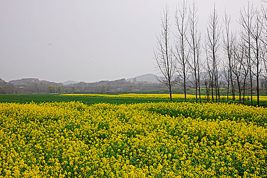 油菜花田