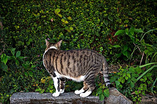 台湾观光景点猴硐猫村,猫村小路上的可爱的猫猫