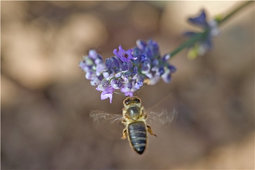 蜜蜂,悬空,紫花