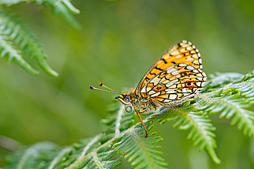 小,珠贝豹纹蝶,蝴蝶,欧洲蕨,叶状体,南威尔士,英国,欧洲