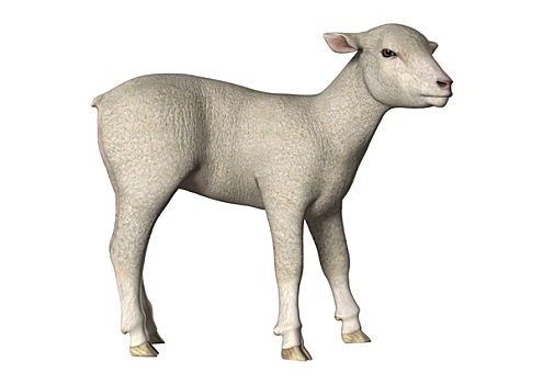 羊羔,白色背景
