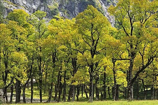 枫树,小树林,山峦,奥地利