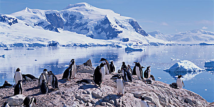 南极,巴布亚企鹅,栖息地,岛屿,锚定,南极半岛