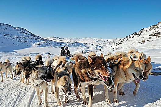 雪橇狗,旅游,伊路利萨特冰湾,格陵兰,北极,北美
