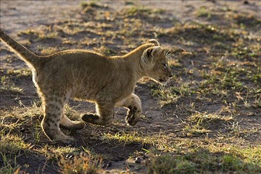 非洲狮,狮子,7-8岁,星期,老,幼兽,追逐,兄弟姐妹,脆弱,马赛马拉国家保护区,肯尼亚