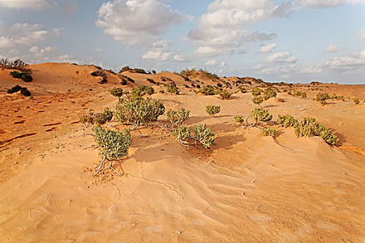 灌木丛,沙子,沙丘,绿洲,突尼斯,北非,非洲