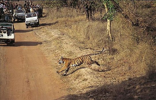 旅游,虎,孟加拉虎,濒危物种,哺乳动物,跳跃,道路,游客,吉普车,班德哈维夫国家公园,中央邦,印度,亚洲,动物