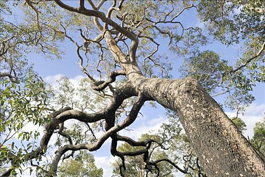 皇冠,树梢,桉树,西澳大利亚,澳大利亚