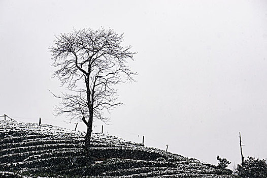 杭州龙井茶园雪景