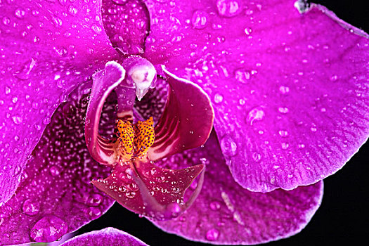 水滴,兰花,花瓣,特写,紫色
