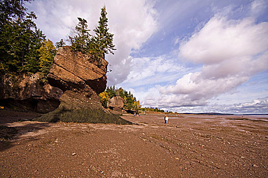 花盆,石头,海滩,退潮,霍伯威尔岩,芬地湾,新布兰斯维克,加拿大