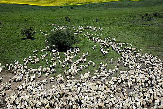 内蒙古呼伦贝尔阿尔山草原上奔腾的羊群