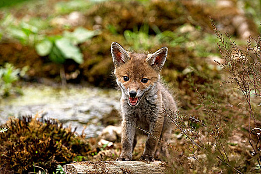红狐,狐属,幼兽,叫,诺曼底