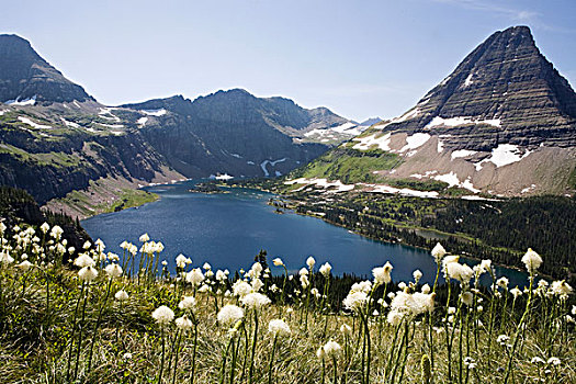 熊,草,盛开,隐藏,湖,山,背景,冰川国家公园,蒙大拿