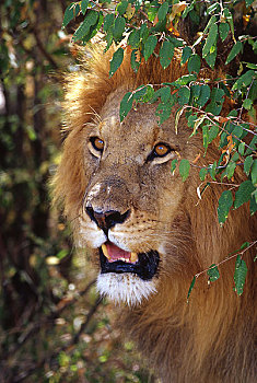 头部,狮子,非洲
