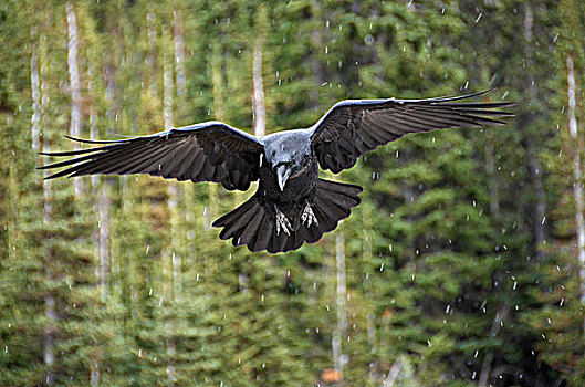 成年,大乌鸦,渡鸦,飞行,北方针叶林,艾伯塔省,加拿大