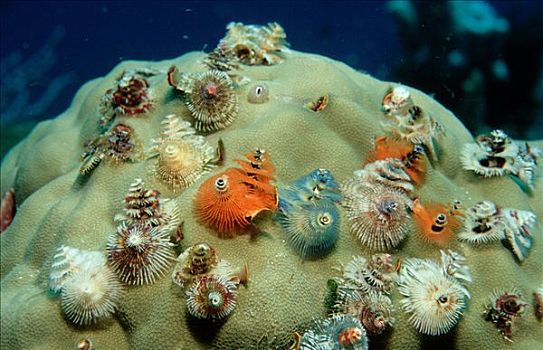 珊瑚,马来西亚