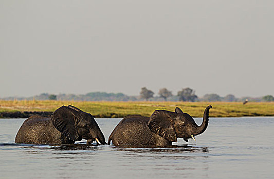 非洲象,两个,女性,穿过,乔贝,河,乔贝国家公园,博茨瓦纳,非洲