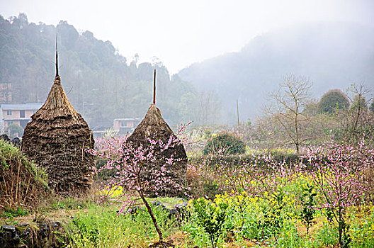 桃花景色