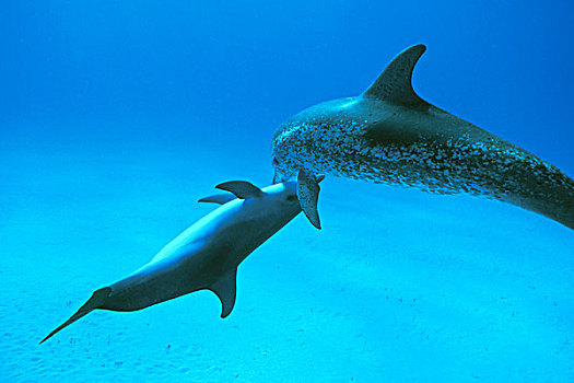 大西洋点斑原海豚,花斑原海豚,巴哈马,加勒比