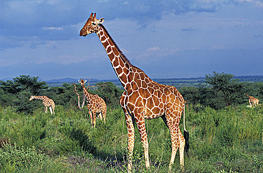 网纹长颈鹿,长颈鹿,群,站立,公园,肯尼亚