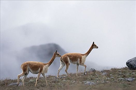小羊驼,高海拔,栖息地,潘帕伽勒拉斯国家保护区,秘鲁