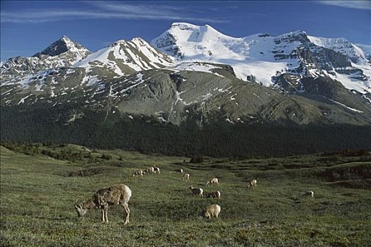 大角羊,女性,牧群,放牧,冰川国家公园,蒙大拿