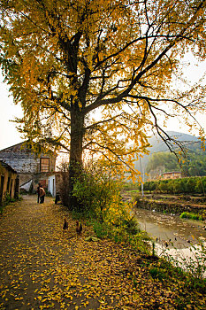 秋色,银杏,山村