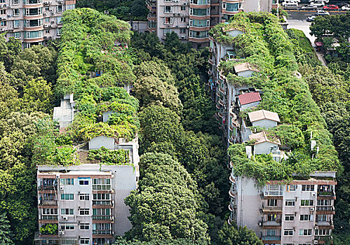 高楼,绿化,屋顶花园,植物