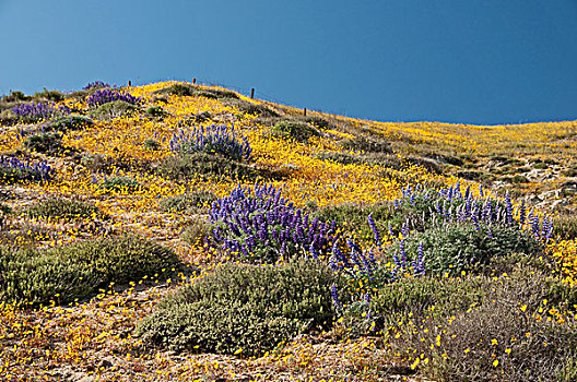 沿岸,加利福尼亚,春季野花,盛开,美国