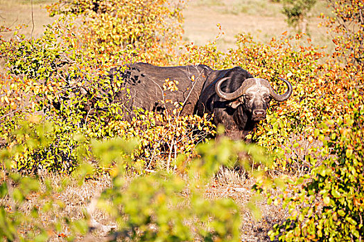 模糊,南非,野生动物,自然保护区,野生,水牛