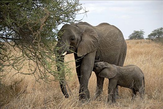 非洲象,年轻,进食,刺槐,大草原,塔兰吉雷国家公园,坦桑尼亚