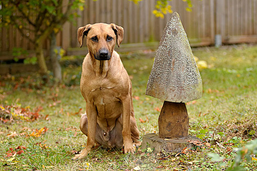 杂交品种,罗德西亚背脊犬,坐,旁侧,木质,蘑菇