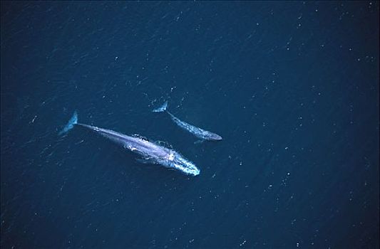 蓝鲸,航拍,游动,靠近,表面,加利福尼亚湾,墨西哥