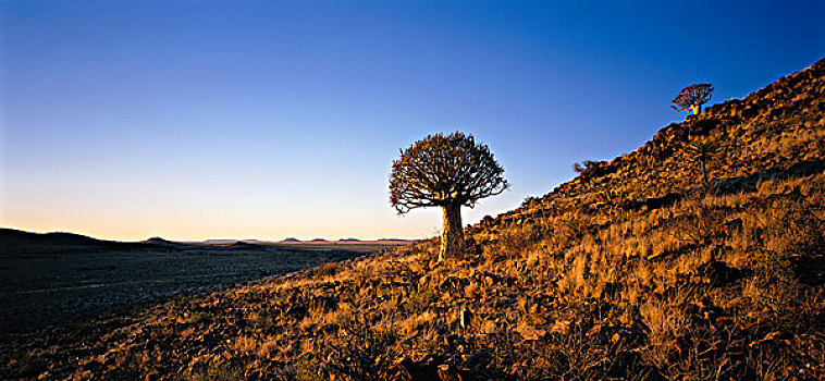 抖树,北开普,南非