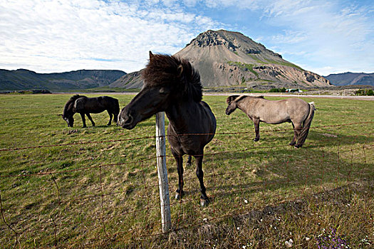 冰岛马,小马,草场,冰岛,欧洲