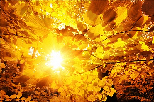 太阳,发光,秋叶