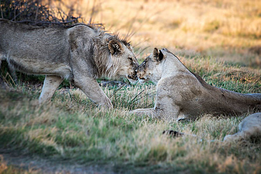 雌狮,雄性,幼小,坐,依偎,草地,博茨瓦纳,非洲,大幅,尺寸