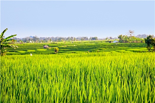 稻米,梯田,翠绿,巴厘岛,印度尼西亚