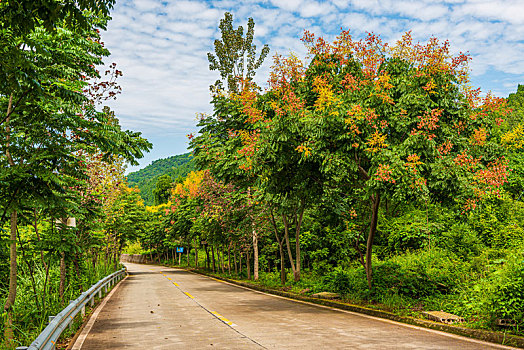 林间山路