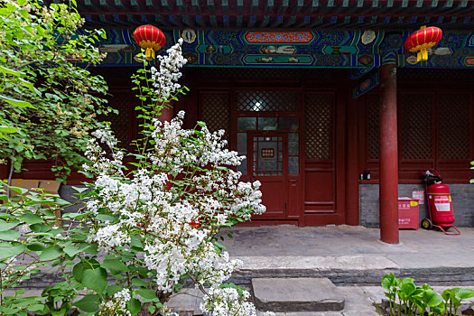 北京法源寺的丁香花开了