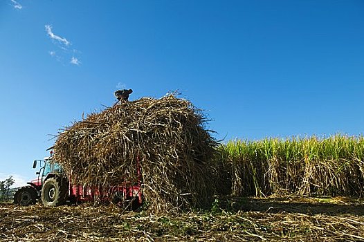 甘蔗,留尼汪岛