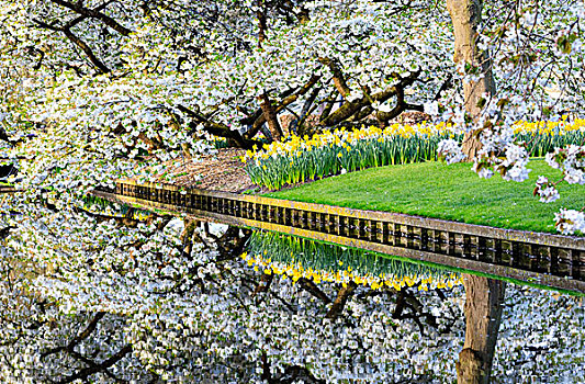 白色,樱桃树,花,反射,水塘,库肯霍夫公园,植物园,荷兰南部,荷兰,欧洲