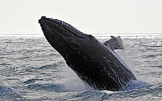 跳跃,扭曲,驼背,鲸,赫维湾,昆士兰,澳大利亚