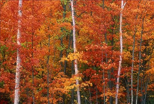 北安大略,秋天,景色,枫树,顶峰,秋色,树干,安大略省,加拿大