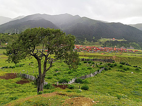 四川西部,道浮,律科草原,雪山,佛塔,草原,牦牛,花海