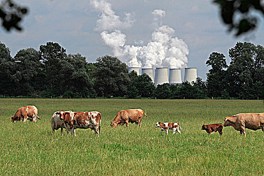 母牛,放牧,土地,发电站,背景