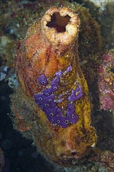 海鞘,海鞘纲,印度尼西亚,亚洲