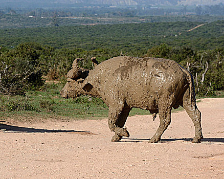 南非水牛,非洲水牛,泥,浴室,阿多大象国家公园,东开普省,南非,非洲